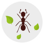 Birkemeyer Symbole - grafische Darstellung von Icons und Designelementen aus 2020
